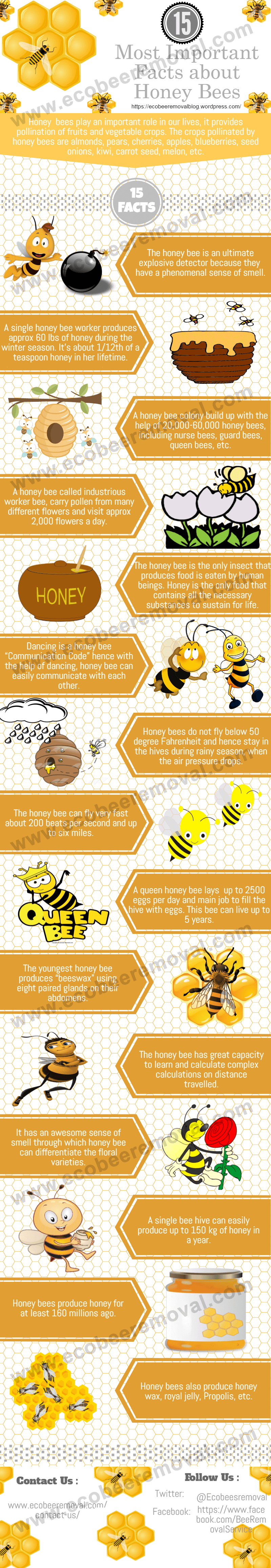 15 Most Important Facts about Honey Bees [Infographic]