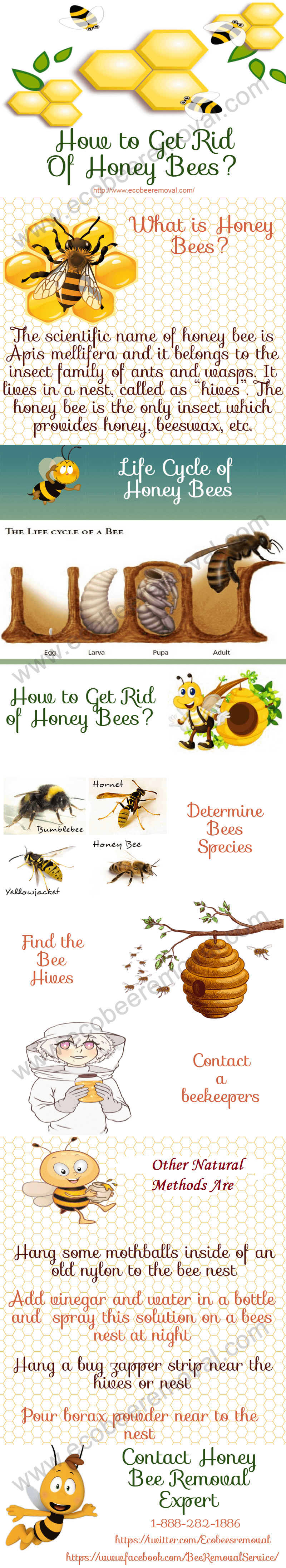 how to get rid of honey bees